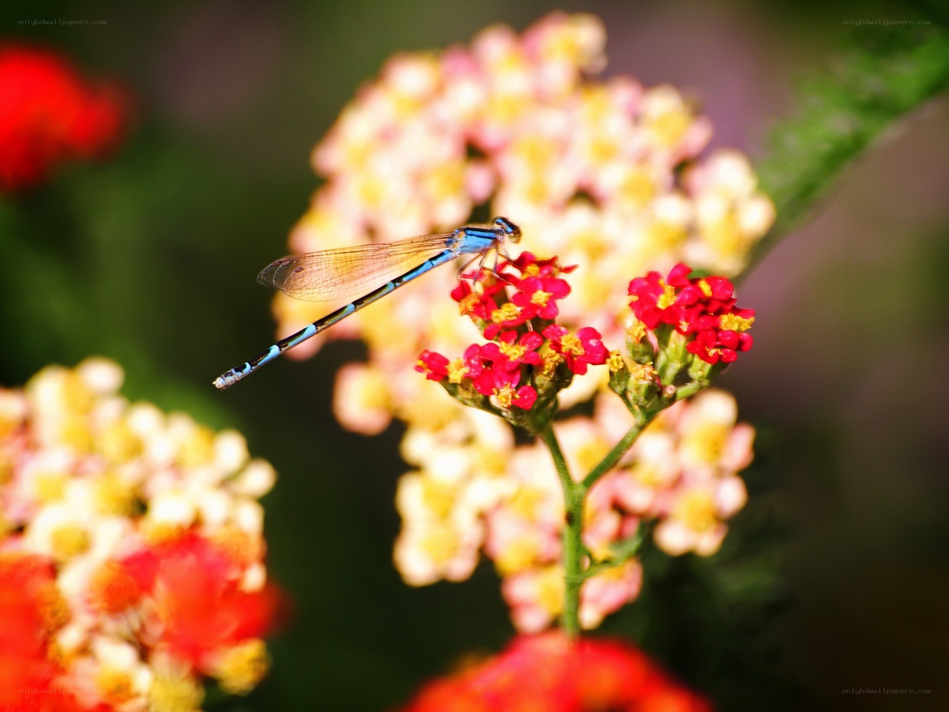 Blue dragonfly on red flowers
