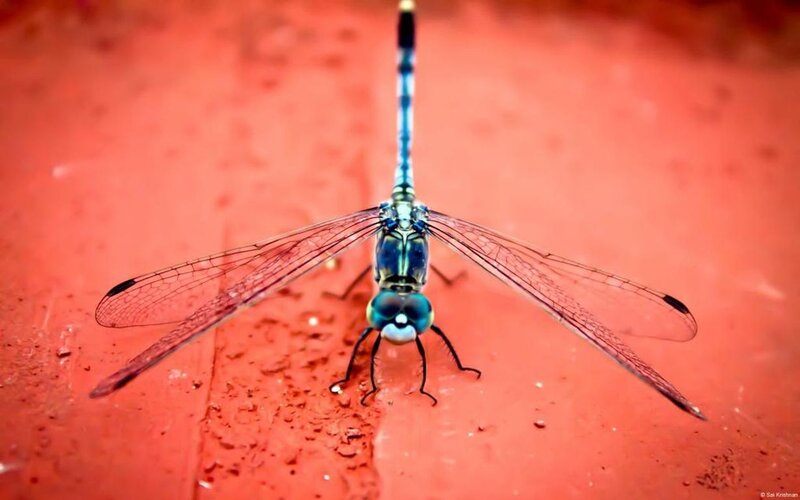 Blue Dragonfly on Red Surface