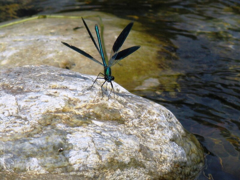 Blue Dragonfly on Rock — Calm