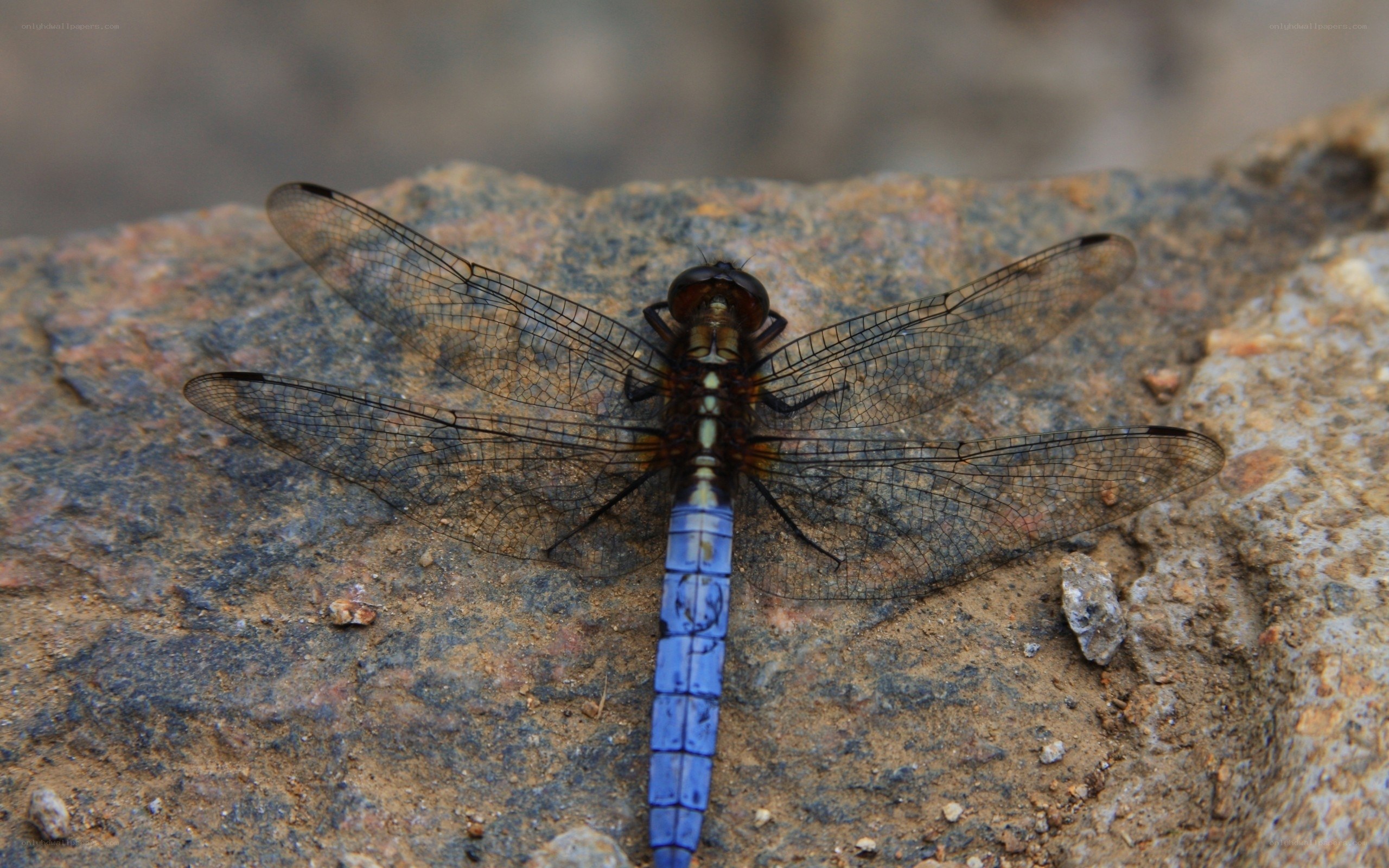 blue dragonfly on rock