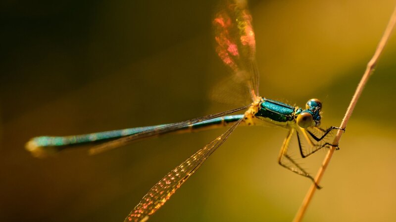 Blue Dragonfly on Stem — Green