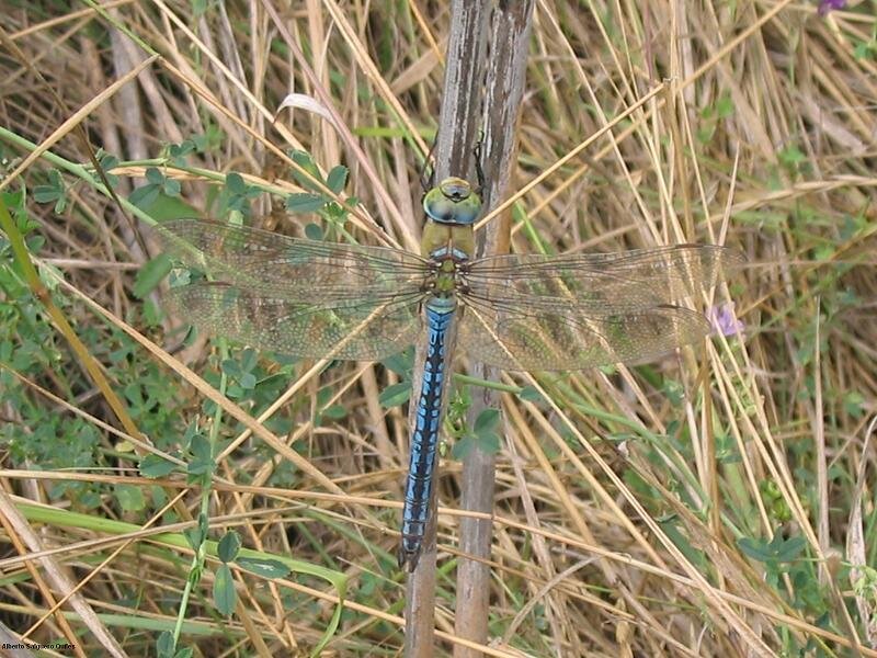 Blue Dragonfly on Stem — Natural