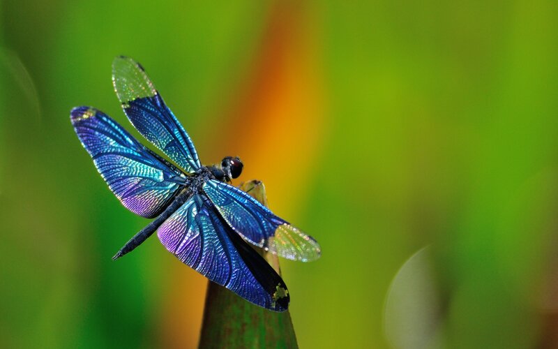 Blue Dragonfly on Stem — Serene, Afternoon