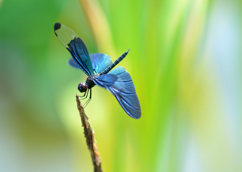 Blue Dragonfly on Stem — Serene