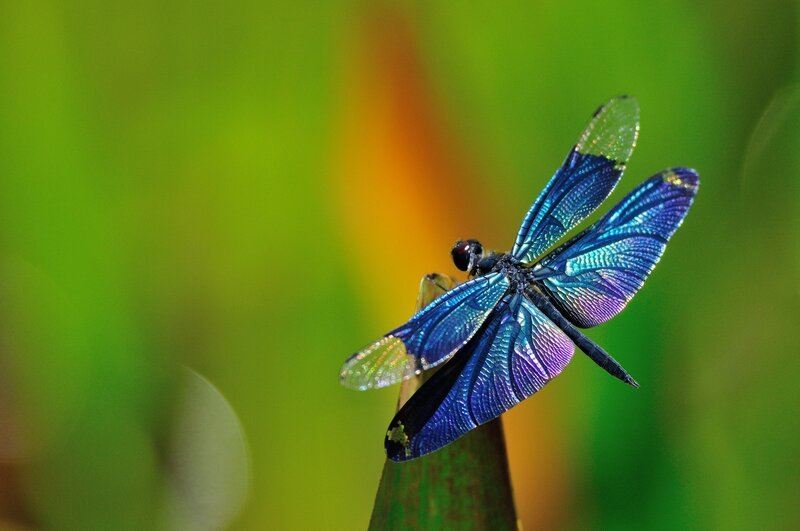 Blue Dragonfly on Stem