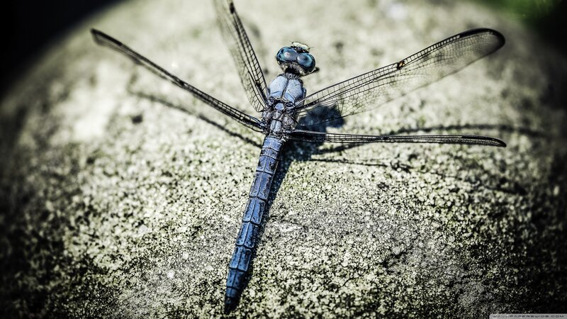Blue Dragonfly on Stone