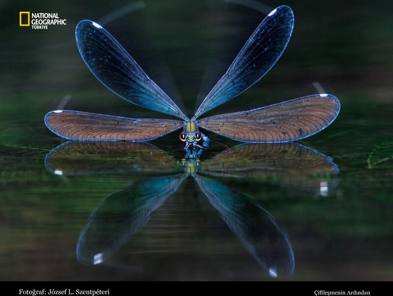 Blue Dragonfly on Water — Serene