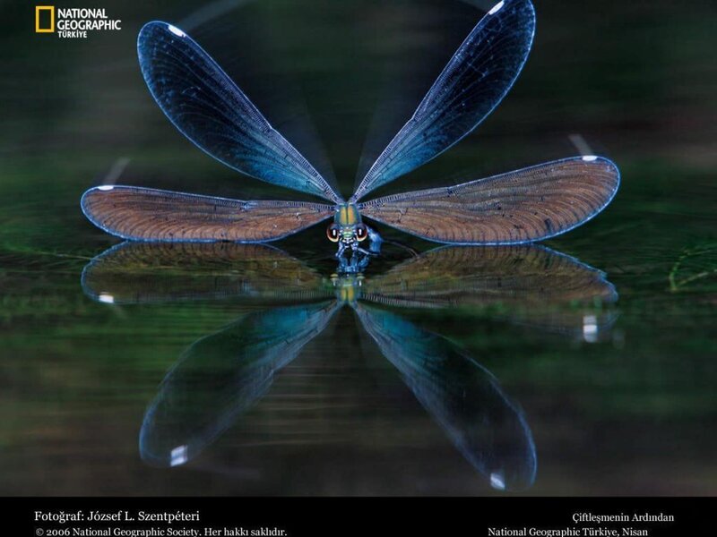 Blue Dragonfly on Water