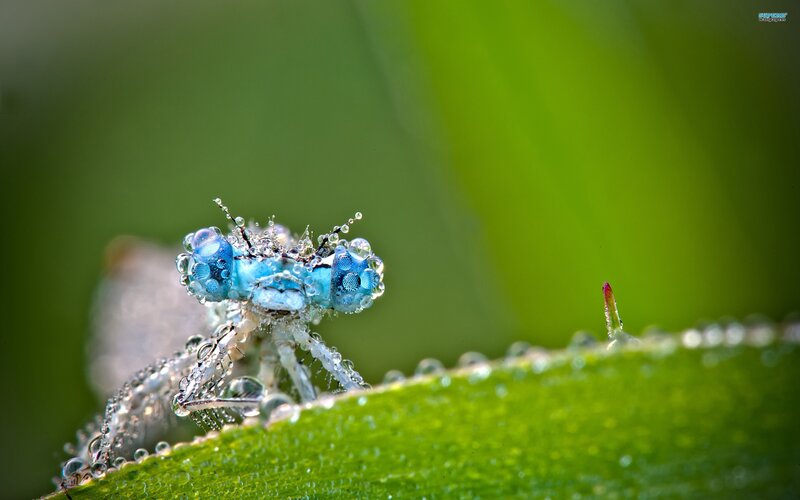 Blue dragonfly with dew drops