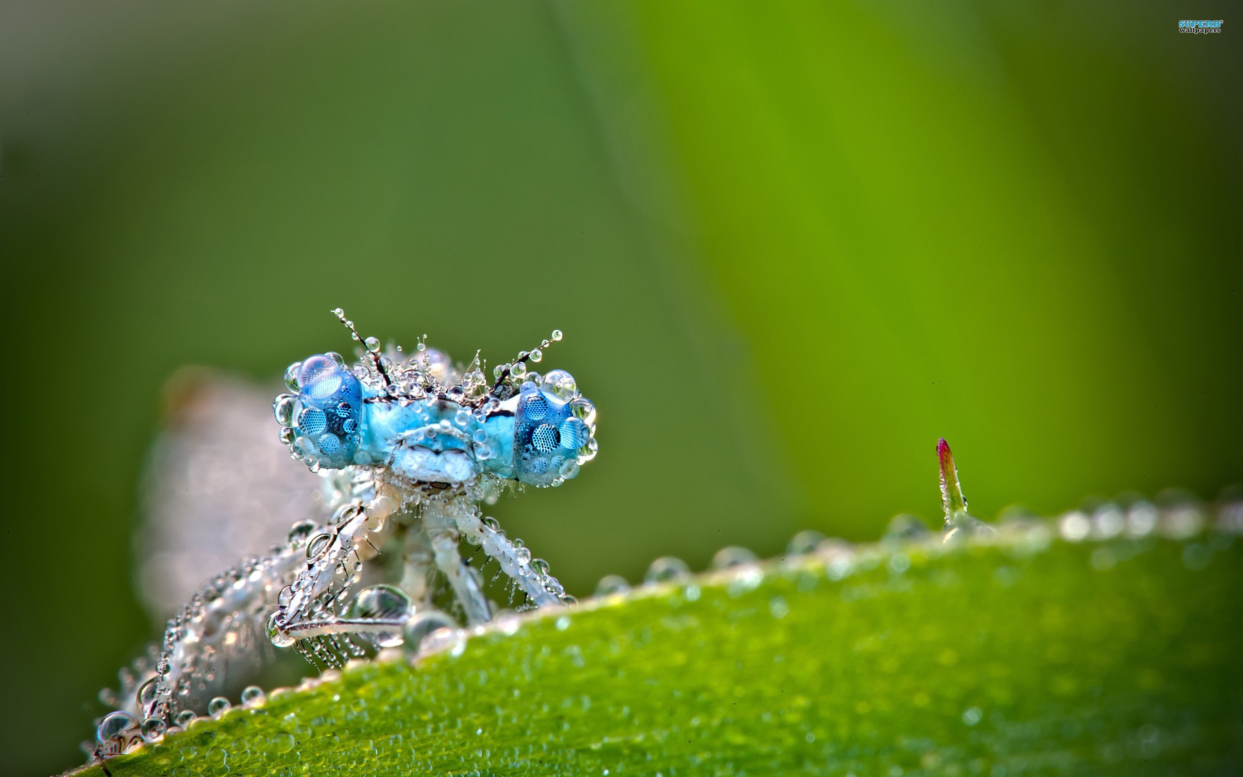 Blue dragonfly with dew drops