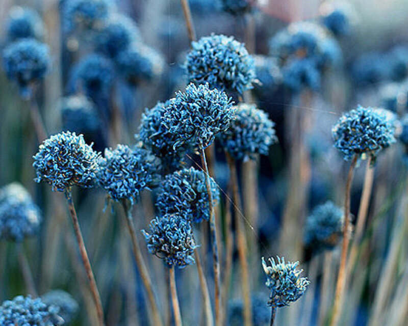 Blue Dried Flower Heads
