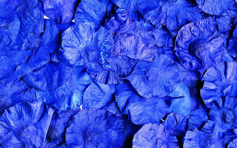 blue dried flower petals