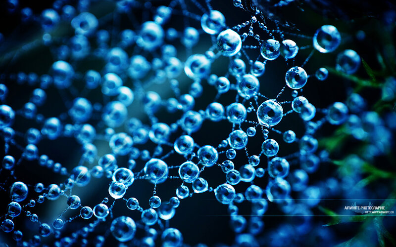 Blue droplets on a web