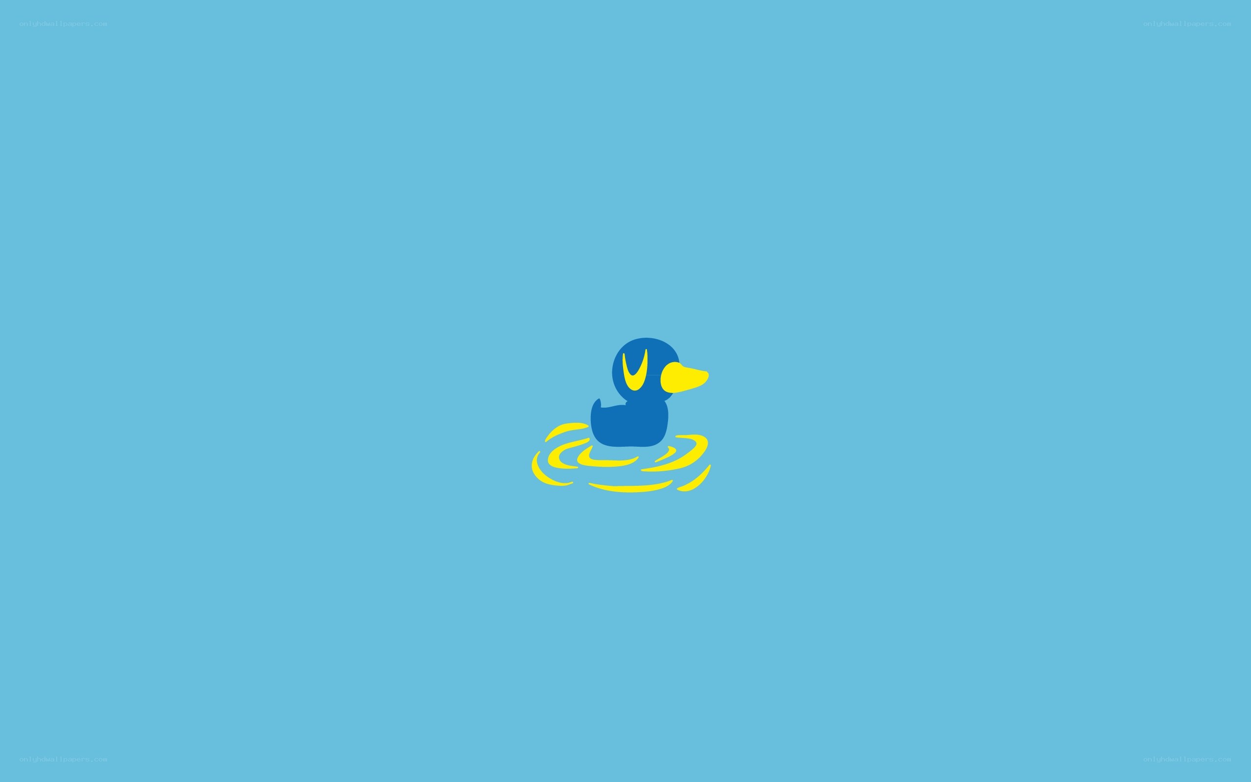 blue duck in water