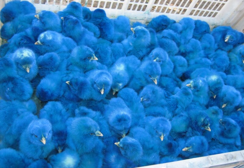 Blue-dyed Chicks in Crate