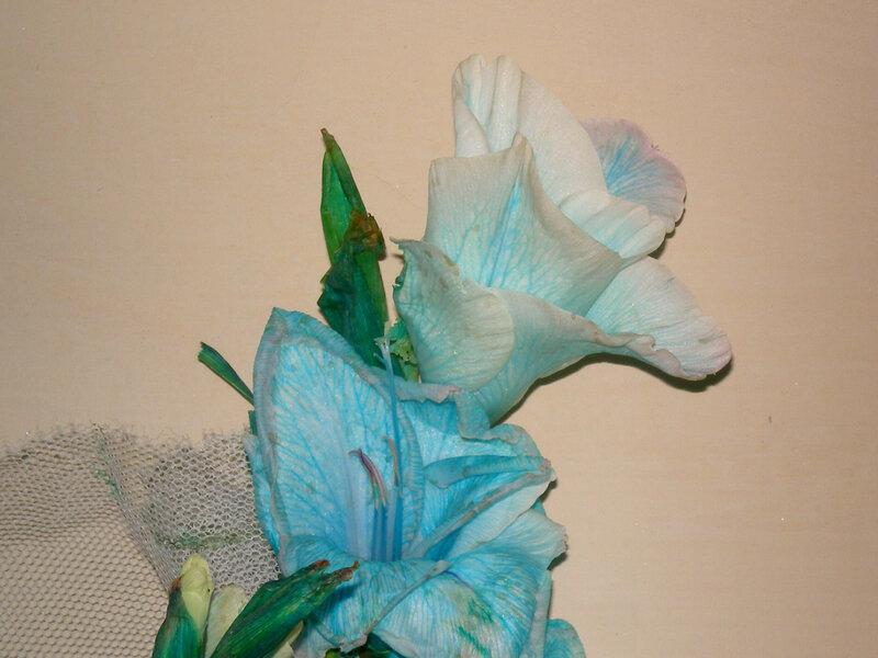 blue dyed gladiolus flowers