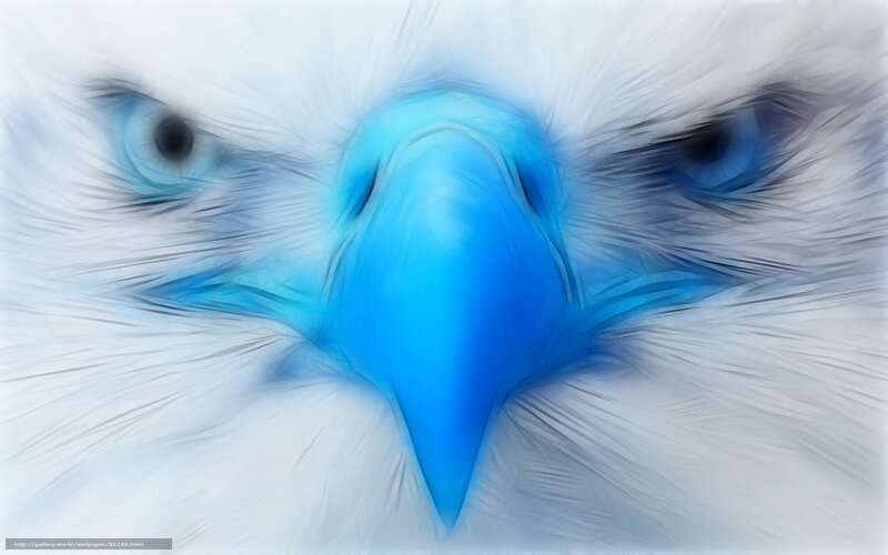 blue eagle eyes close-up
