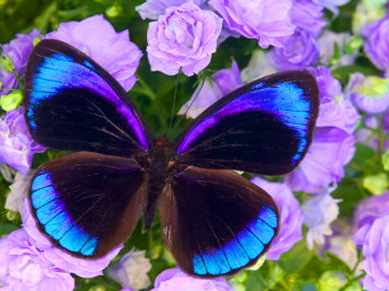 Blue-edged Butterfly — Purple