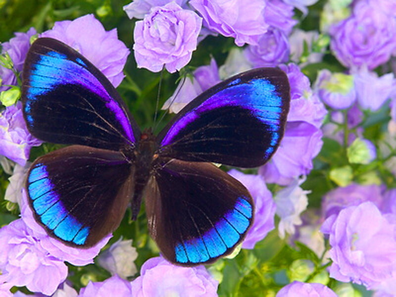Blue-edged Butterfly