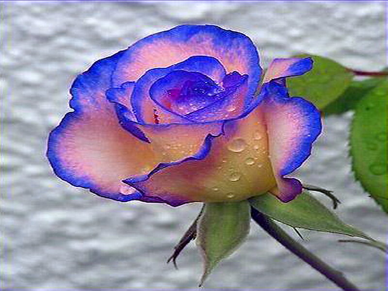 Blue-edged Rose Flower
