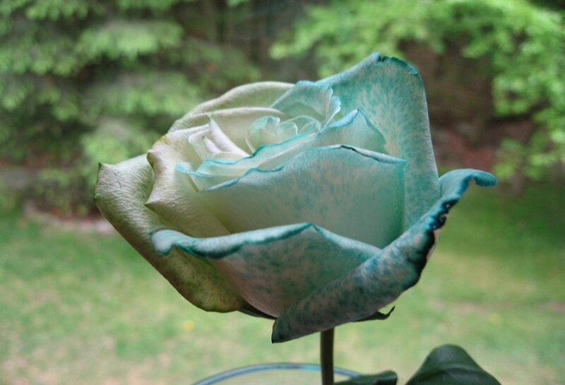Blue-edged Rose