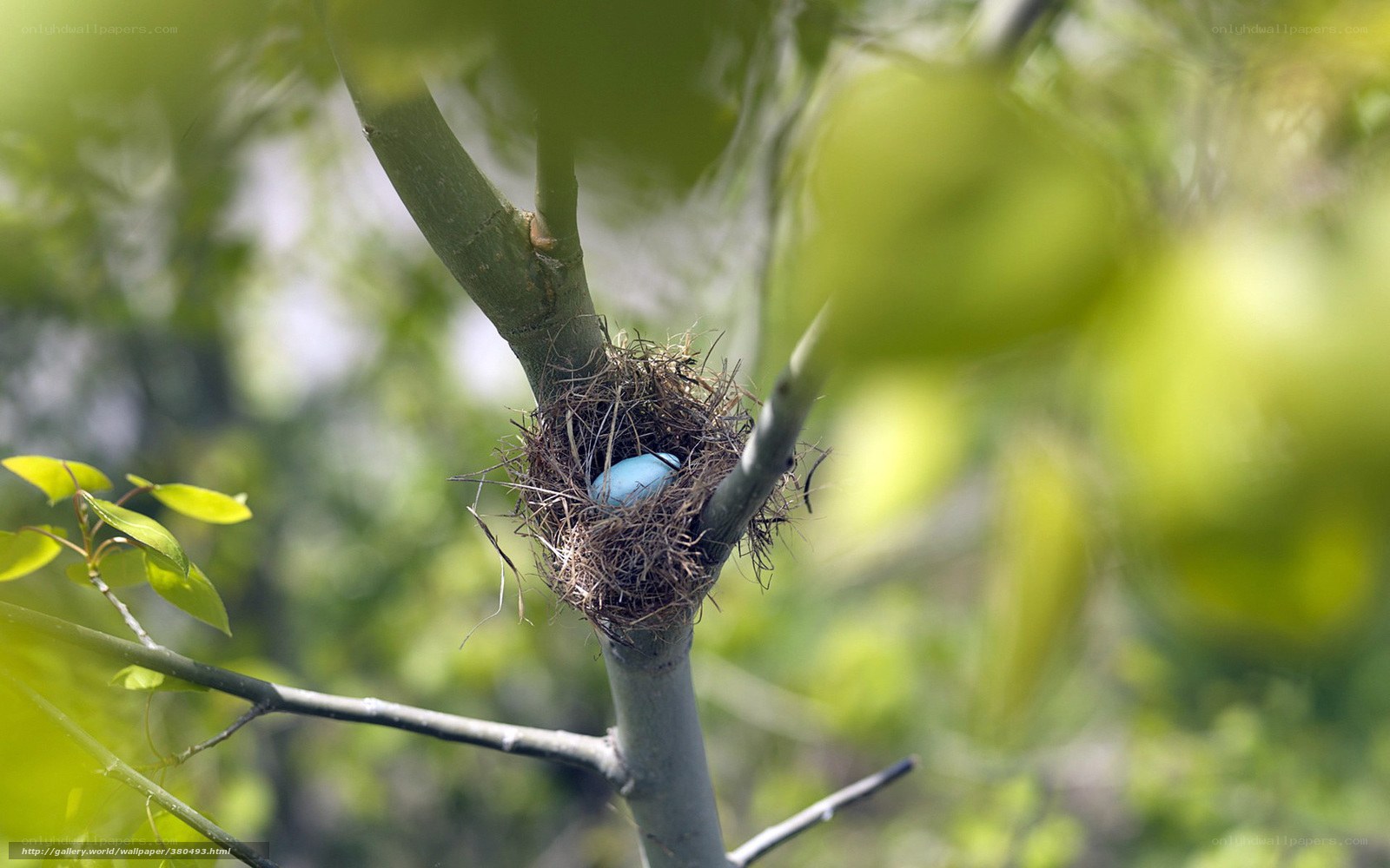 Blue egg in a bird's nest