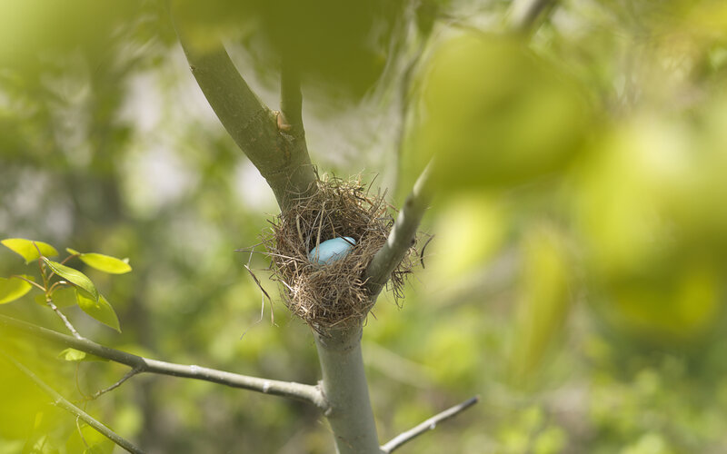 Blue Egg in Bird Nest