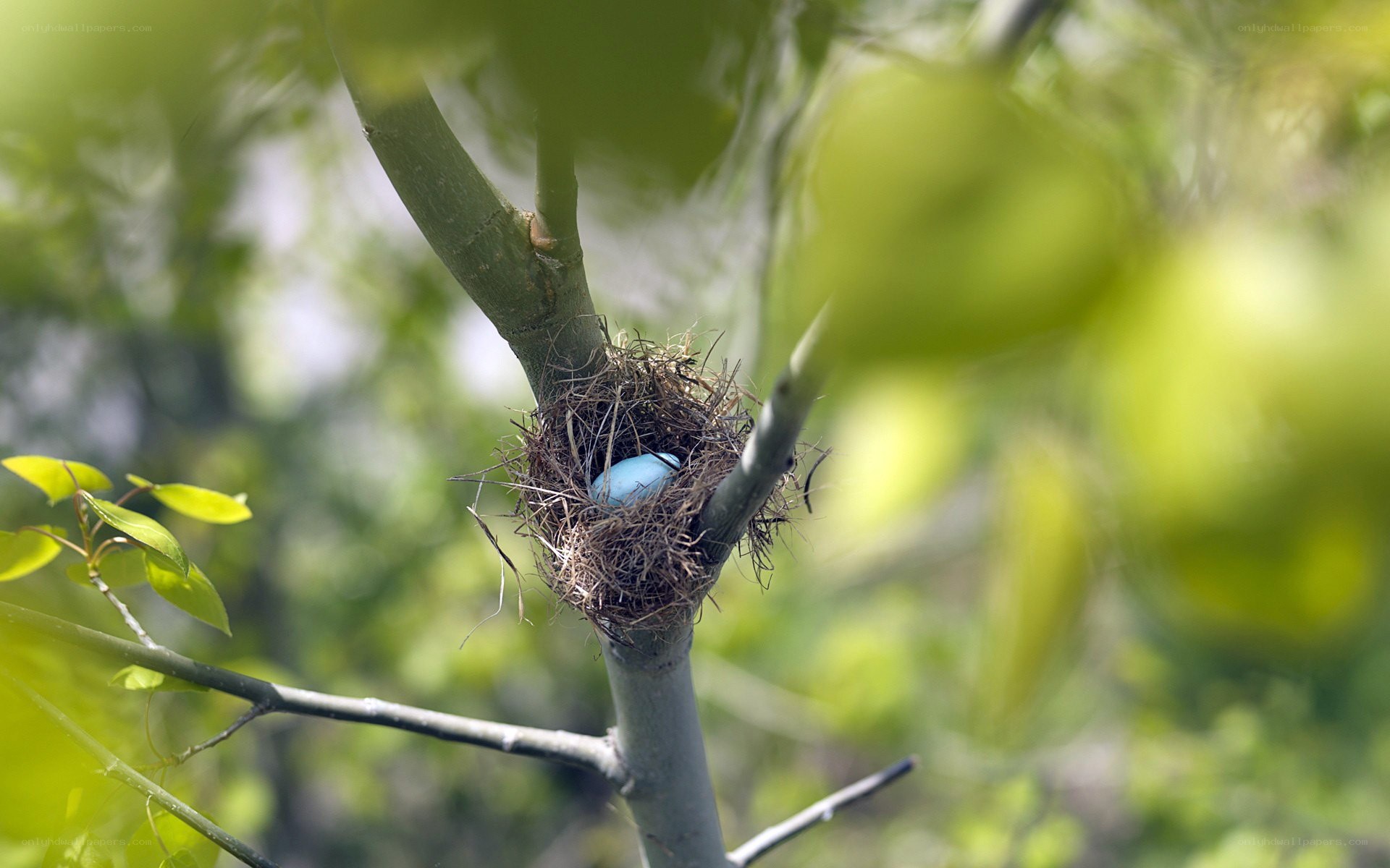 blue egg in bird's nest