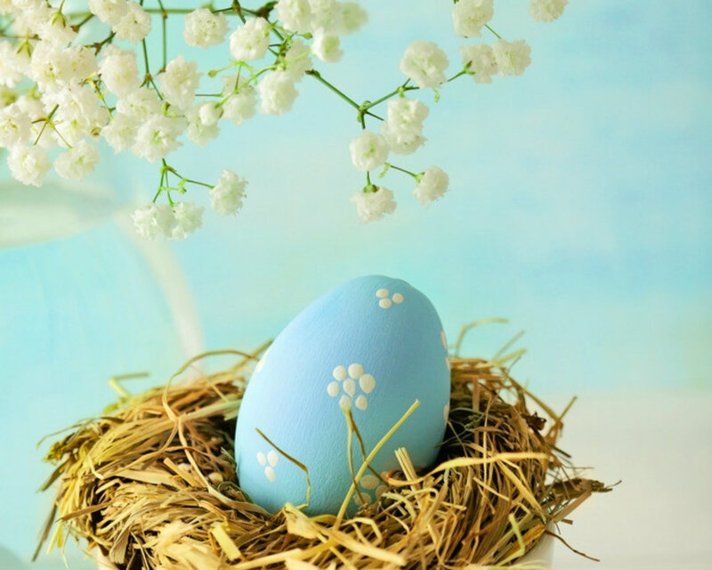 Blue Egg in Nest