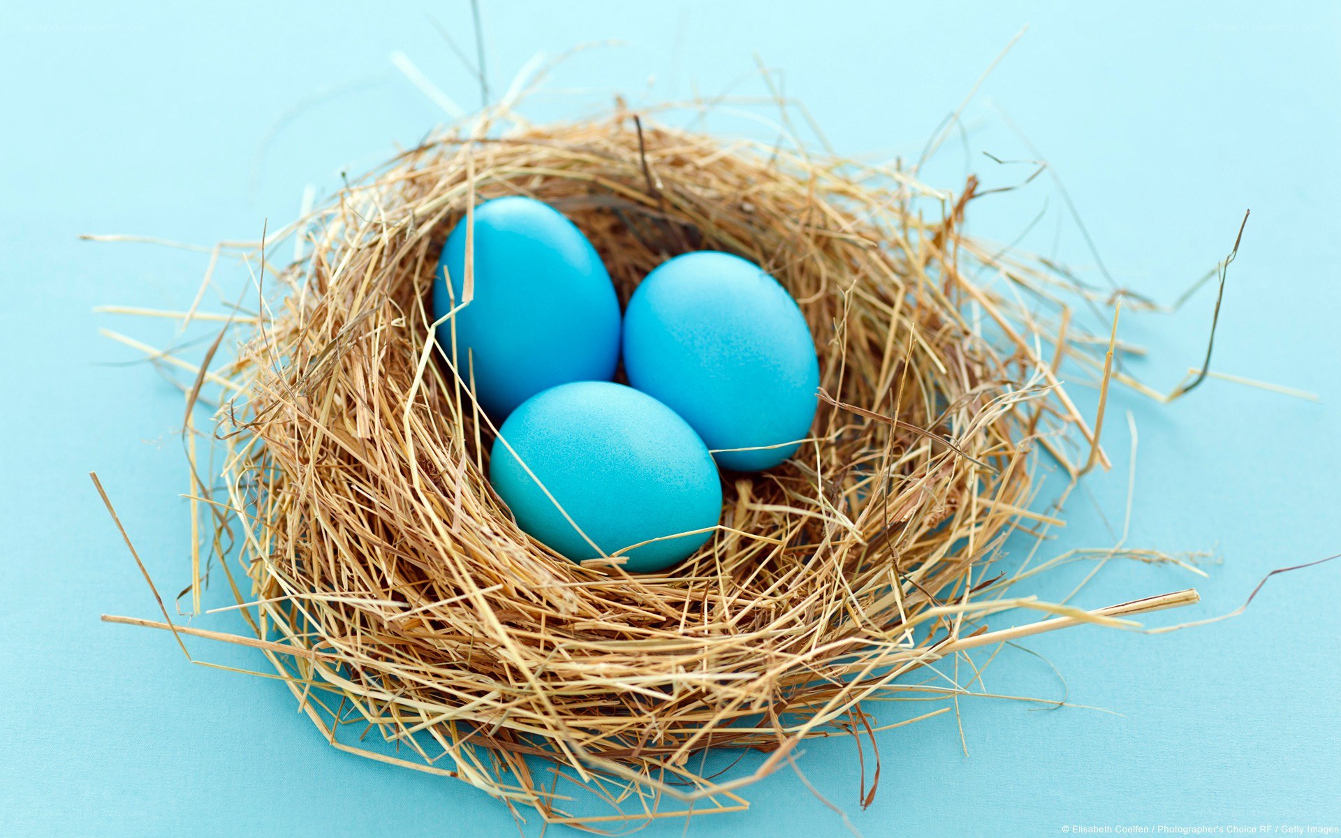 Blue eggs in a nest