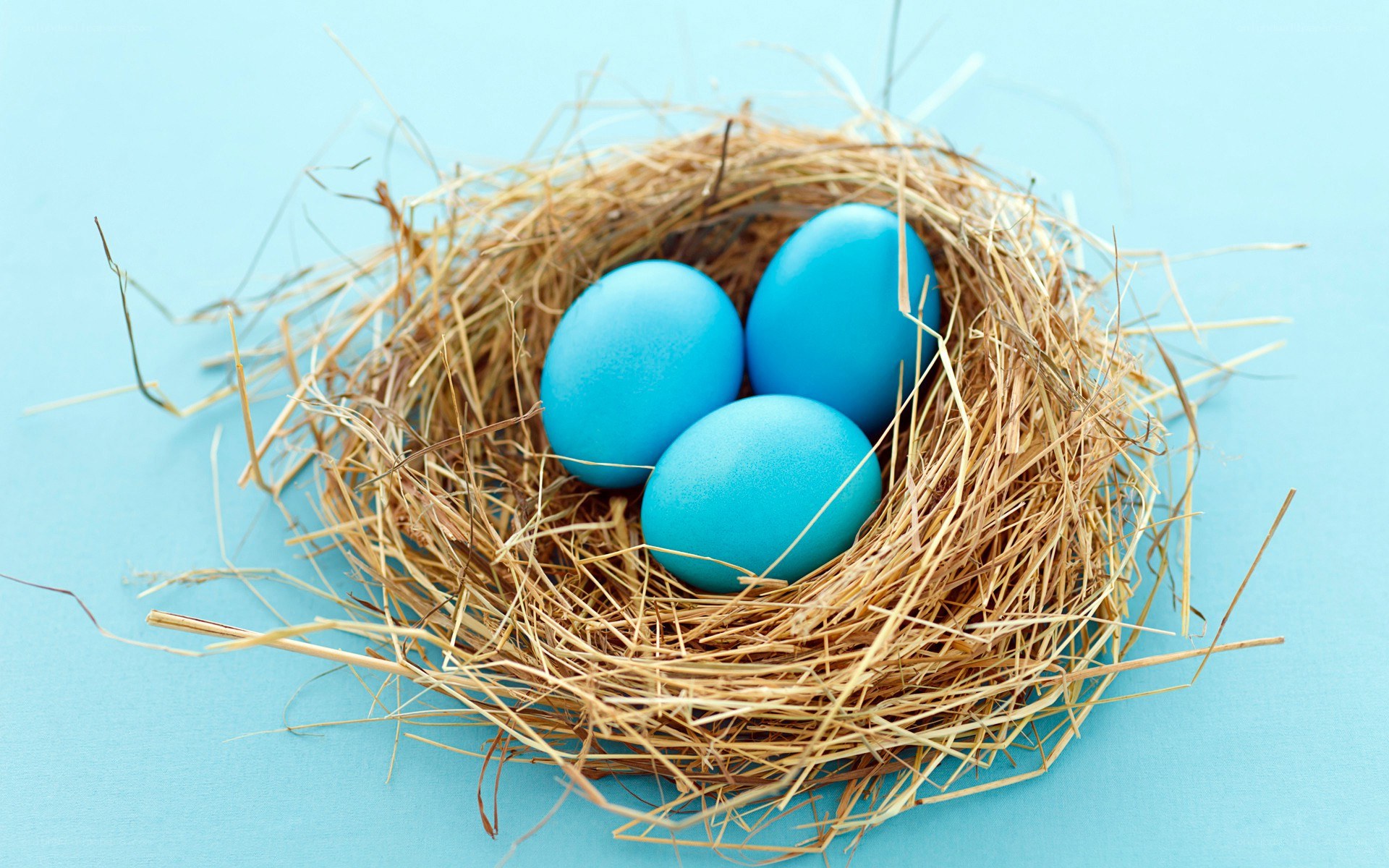 blue eggs in a nest
