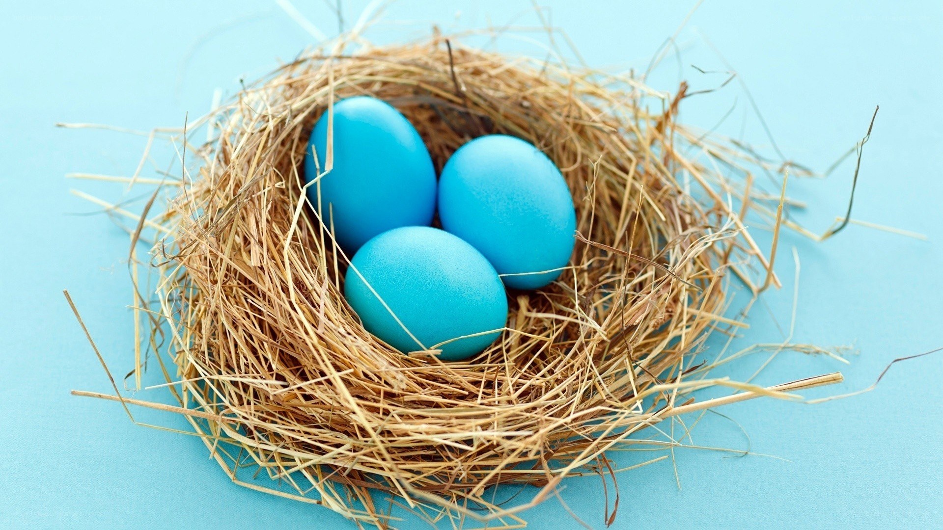 blue eggs in a nest