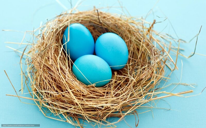 blue eggs in a nest