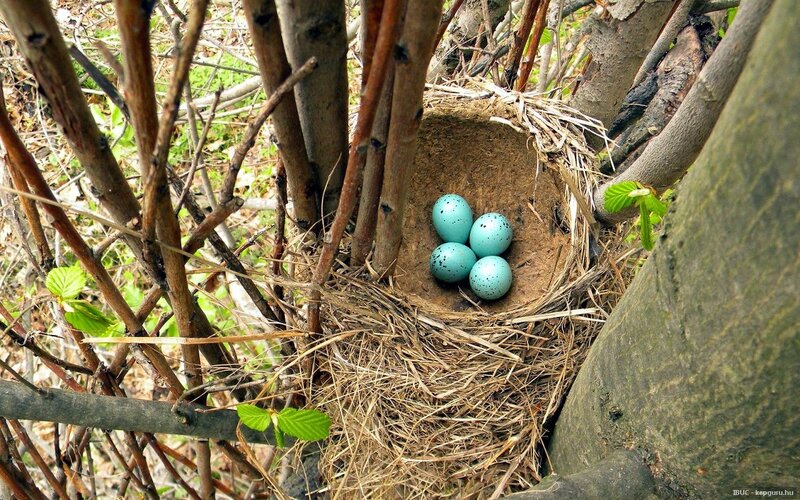 Blue Eggs in Nest — Brown
