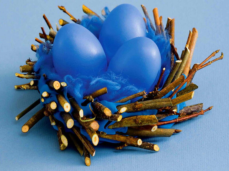 Blue Eggs in Nest