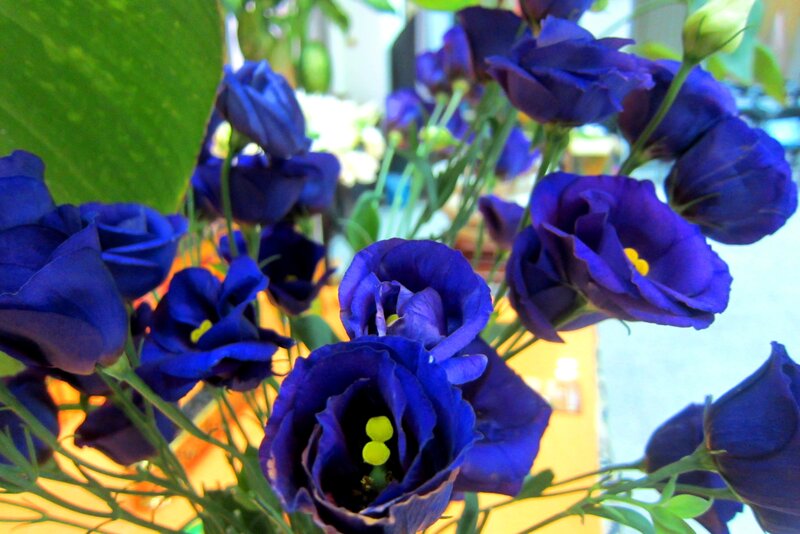 Blue Eustoma Flowers
