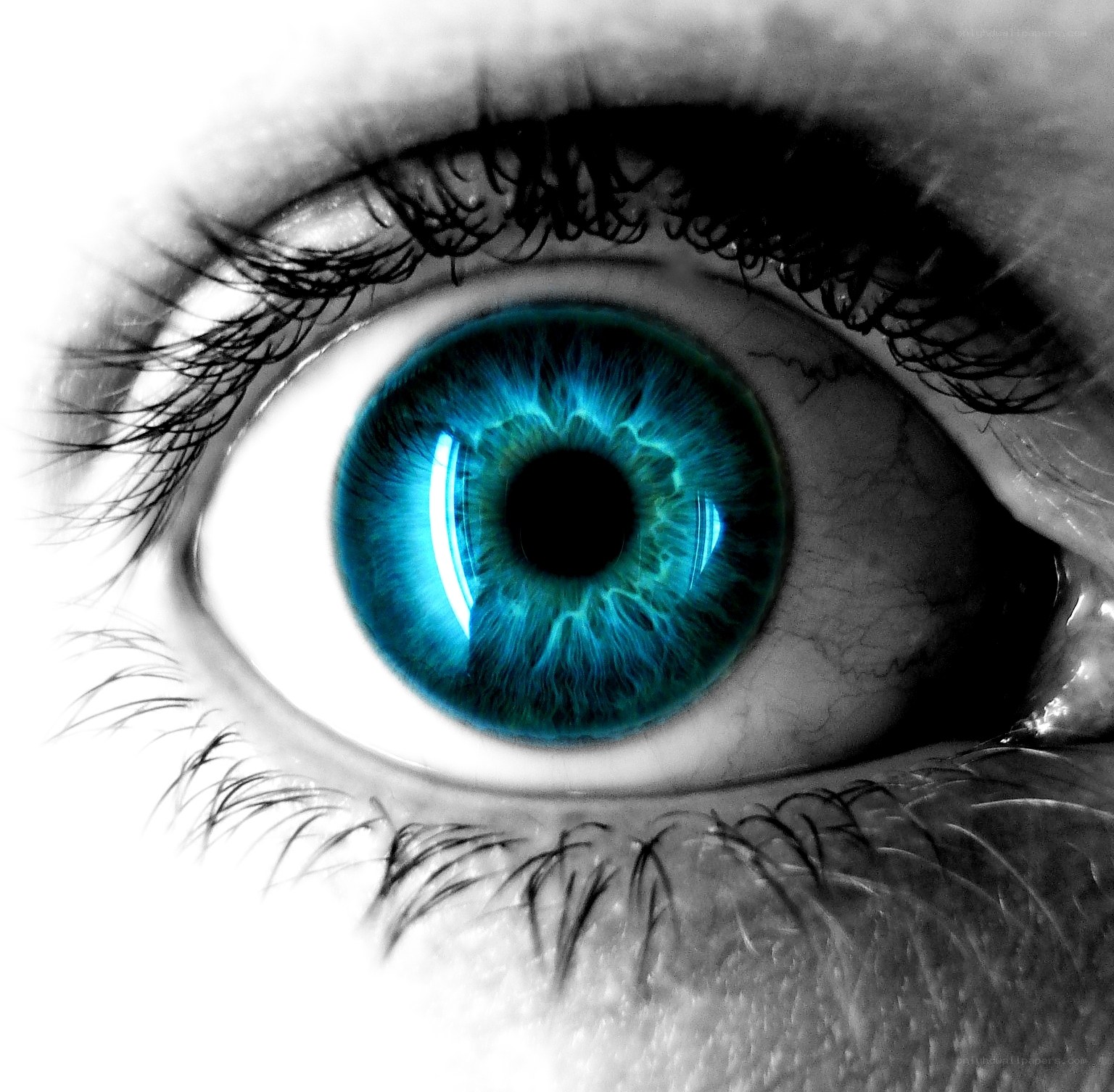 blue eye close-up