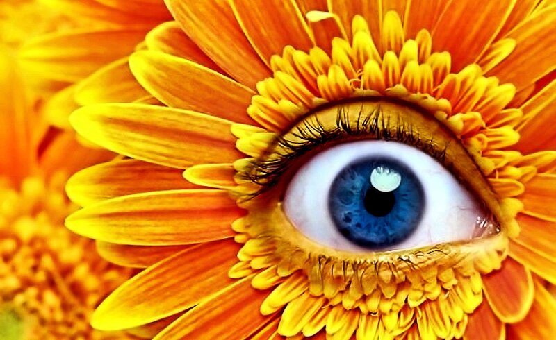 Blue Eye in Flower