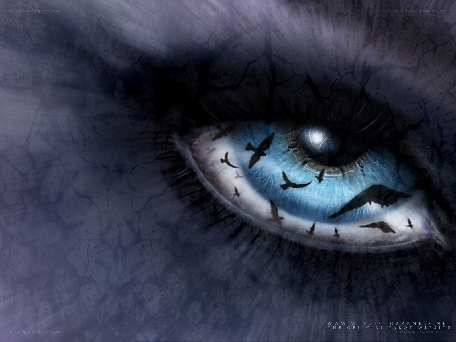 blue eye with birds
