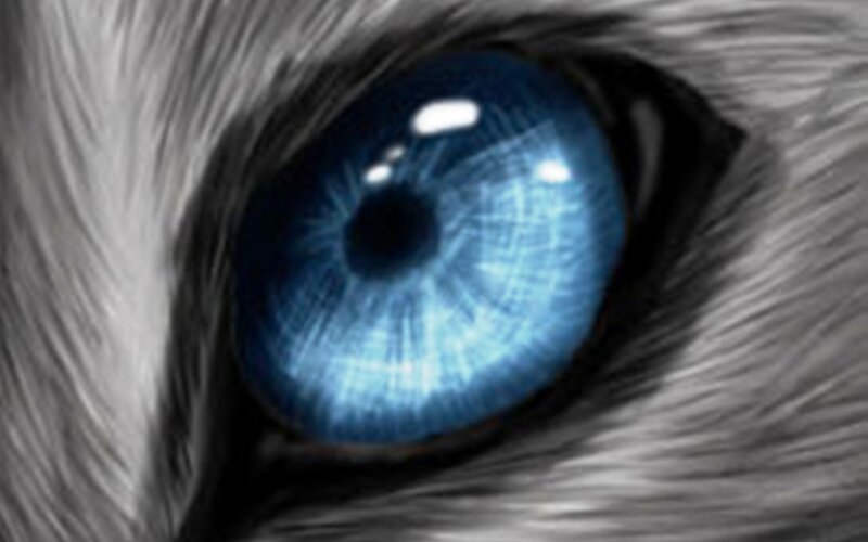 Blue-eyed Animal Eye — Blue