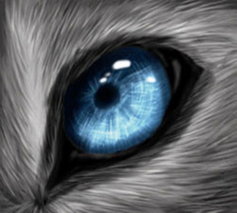 Blue-eyed Animal Eye