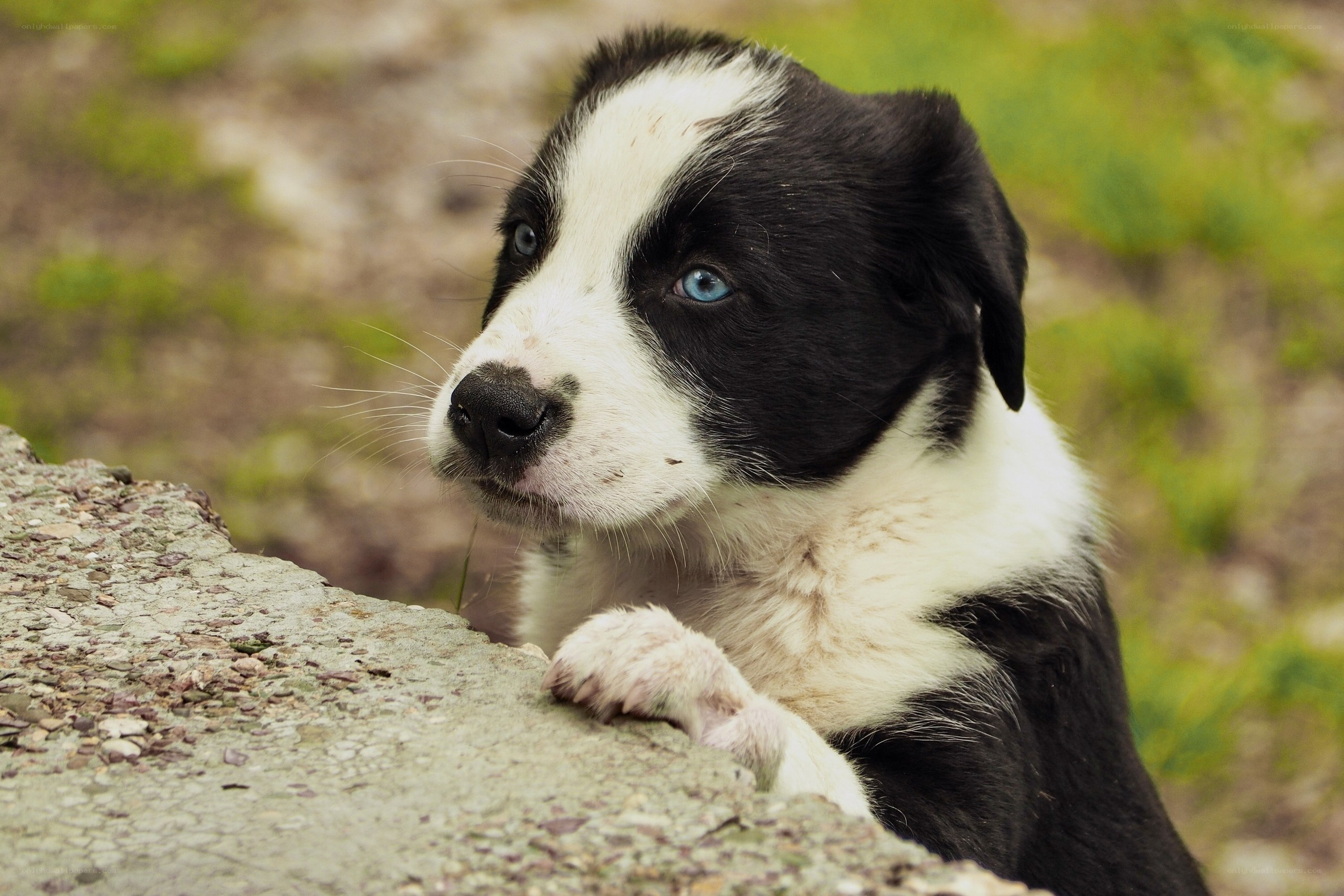 blue-eyed black and white puppy