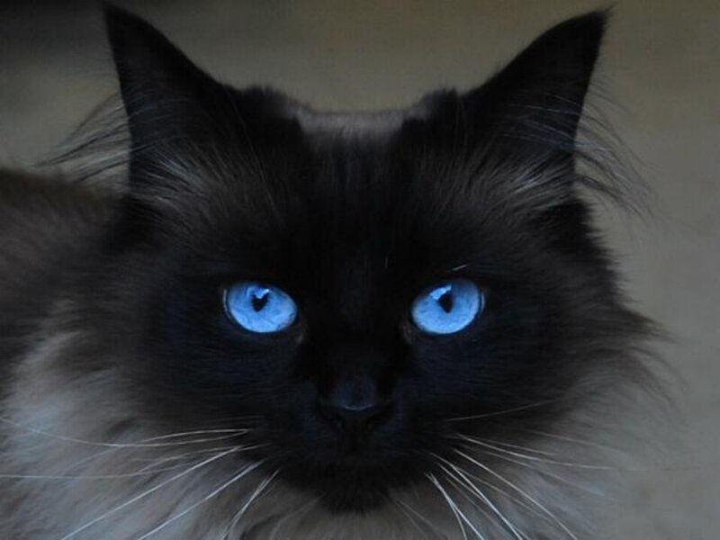 blue-eyed black cat