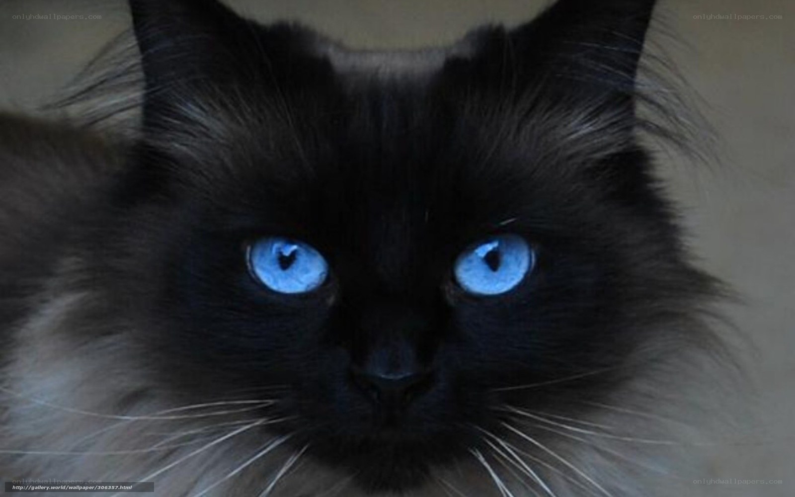 blue-eyed black cat