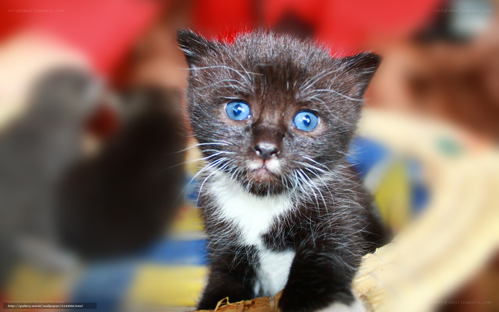 blue-eyed black kitten