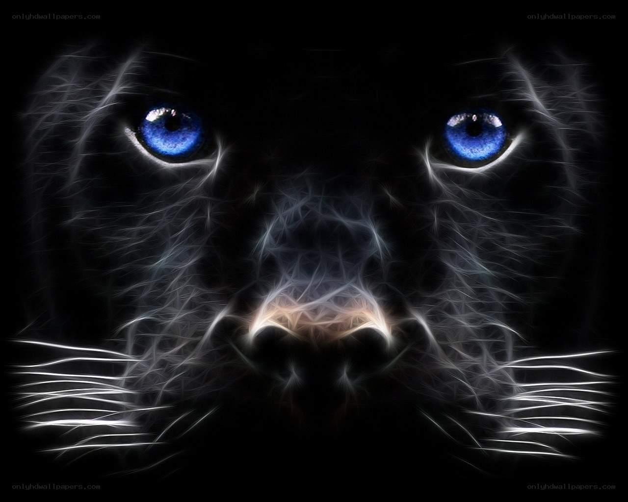 blue-eyed black panther