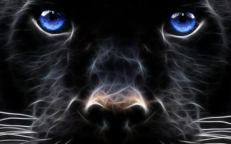 blue-eyed black panther