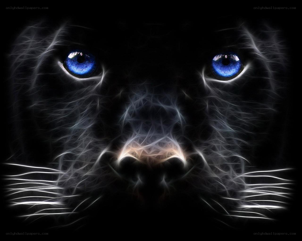 blue-eyed black panther