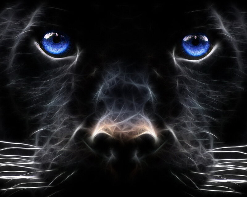 blue-eyed black panther