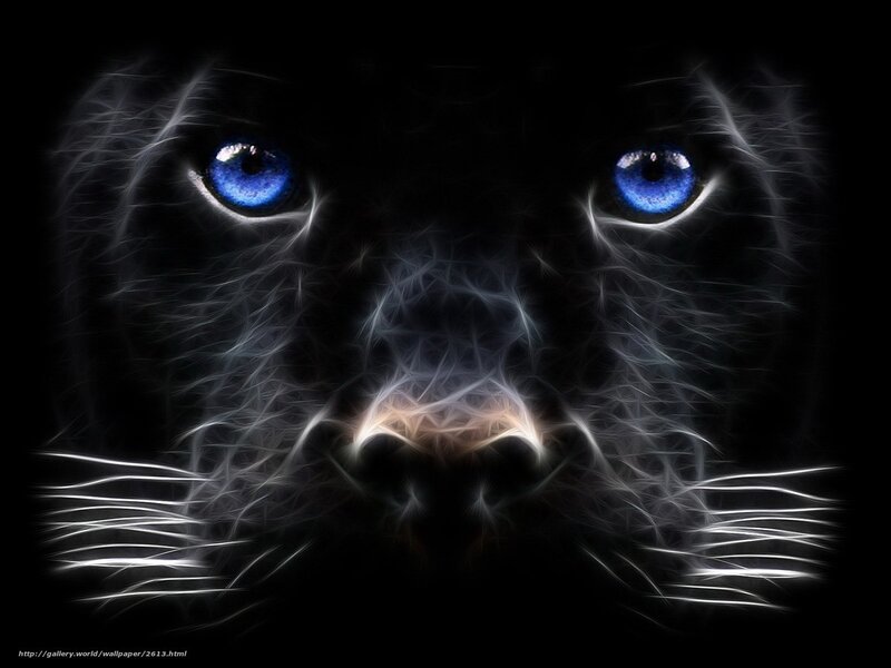 blue-eyed black panther